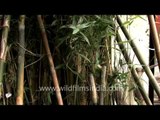 Bamboo plant saplings on display, Aizawl