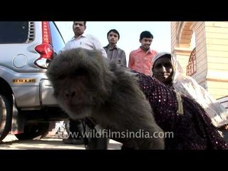 This is one angry monkey at Nageshwar Temple