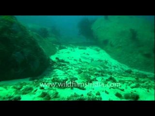 Stingrays gliding over the sea floor