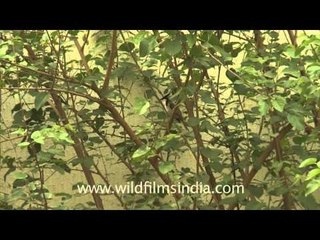 Red-whiskered Bulbul - a perky little garden and forest bird from India!