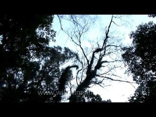 Sun-lit forests of Jotsoma hill, Kohima