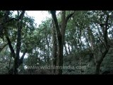 Wild forested hillsides in Jotsoma, Kohima