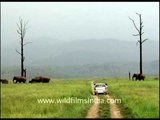 Herd of elephant crossing a grassland road