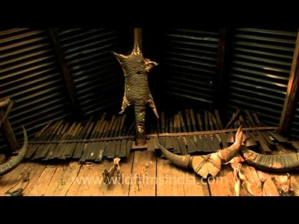 Old hunting trophies of the Nagas : rare species killed and displayed