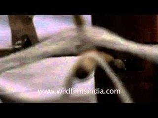 Reviving the weaving traditions of north-east India