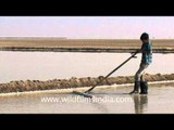 Even a kid knows how to crystallize salt at Rann of Kutch!