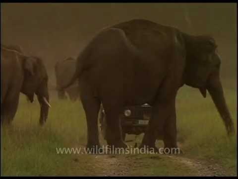 Traffic stops so elephants can cross the road!