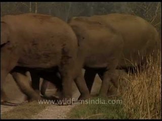 Elephant herd crossing a road