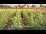 Onion fields with lovely flowers, in India...