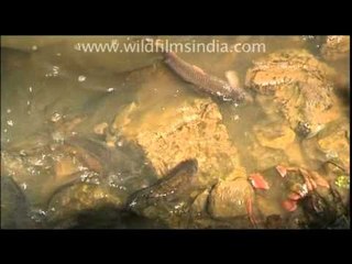Tibetans feeding fish in a river!