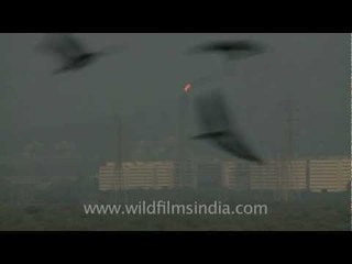 Oil refinery flame in Mumbai