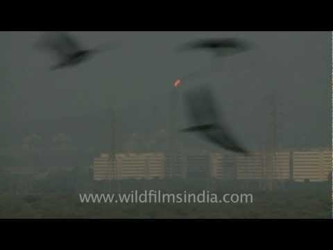 Oil refinery flame in Mumbai