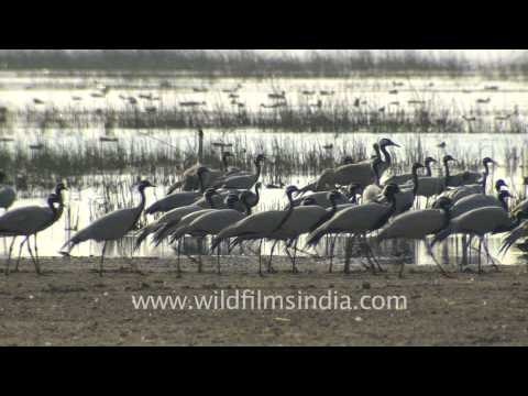 Demoiselle Cranes and Flamingos, Gujarat
