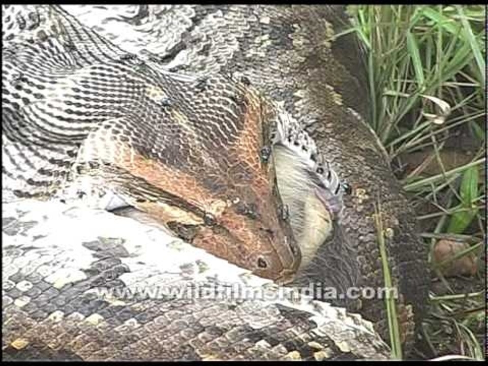 Python swallows a monkey whole!