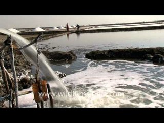 Pumping water into a salt pan, Gujarat