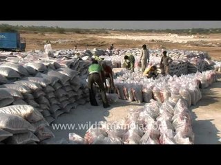 Packing of the salt bags in the Rann of Kutch