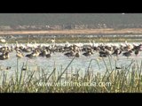 Ducks and Cranes of the Little Rann of Kutch