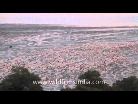 Here they go - Flamingos in aamchi Mumbai