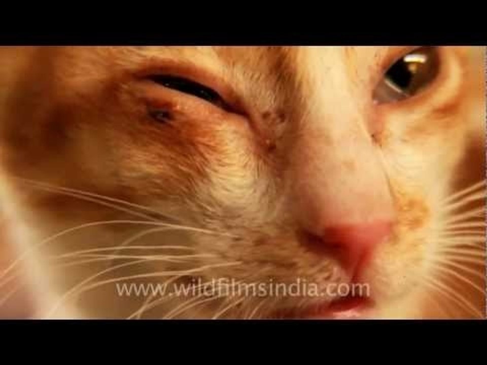 This cat just winked!!!!