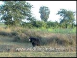 Sloth bear in central Indian forests!