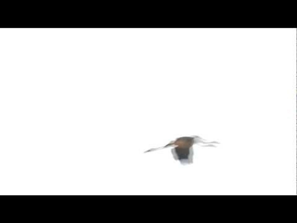 Flying Painted Storks, Gujarat