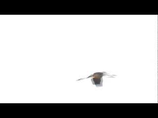 Flying Painted Storks, Gujarat