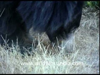 Sloth Bear eating termites through its snout!