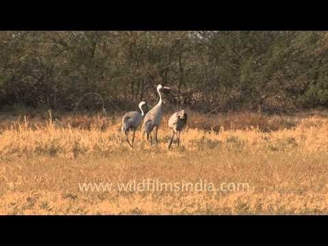 Grus grus - The common crane, Gujarat
