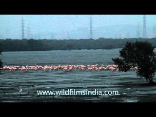 Flamingos out for a walk - just outside Mumbai