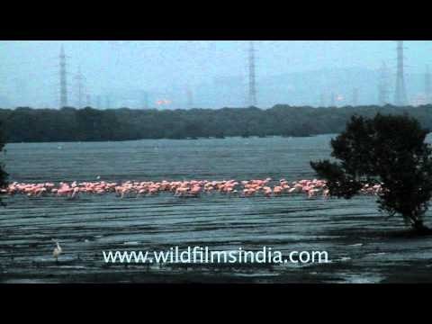 Flamingos out for a walk - just outside Mumbai