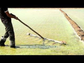 Collecting crystallized salt in sea water reservoir, Gujarat