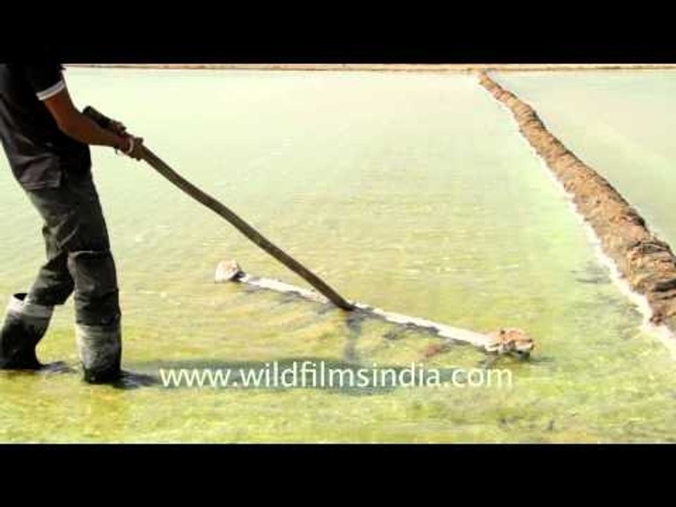 Collecting crystallized salt in sea water reser...