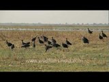 Purple Moorhens flock to the Bajana lake in Gujarat!