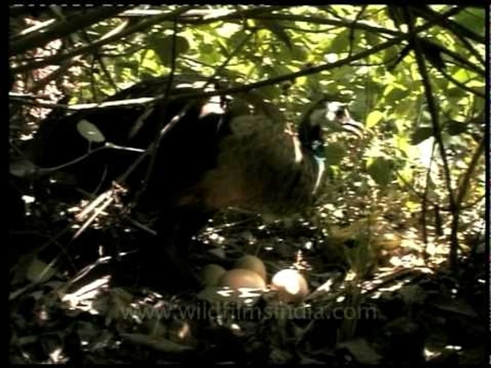 Indian Peafowl with its eggs!