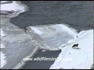 A fox crosses the frozen Zanskar river or Chadar!