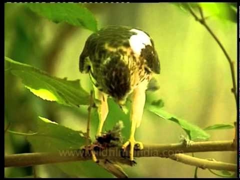 The Shikra with its prey!