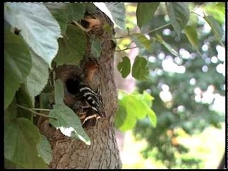 A pair of Crowned birds - Hoopoe in the hollow of a tree