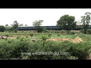 Train passing through the grassland, India