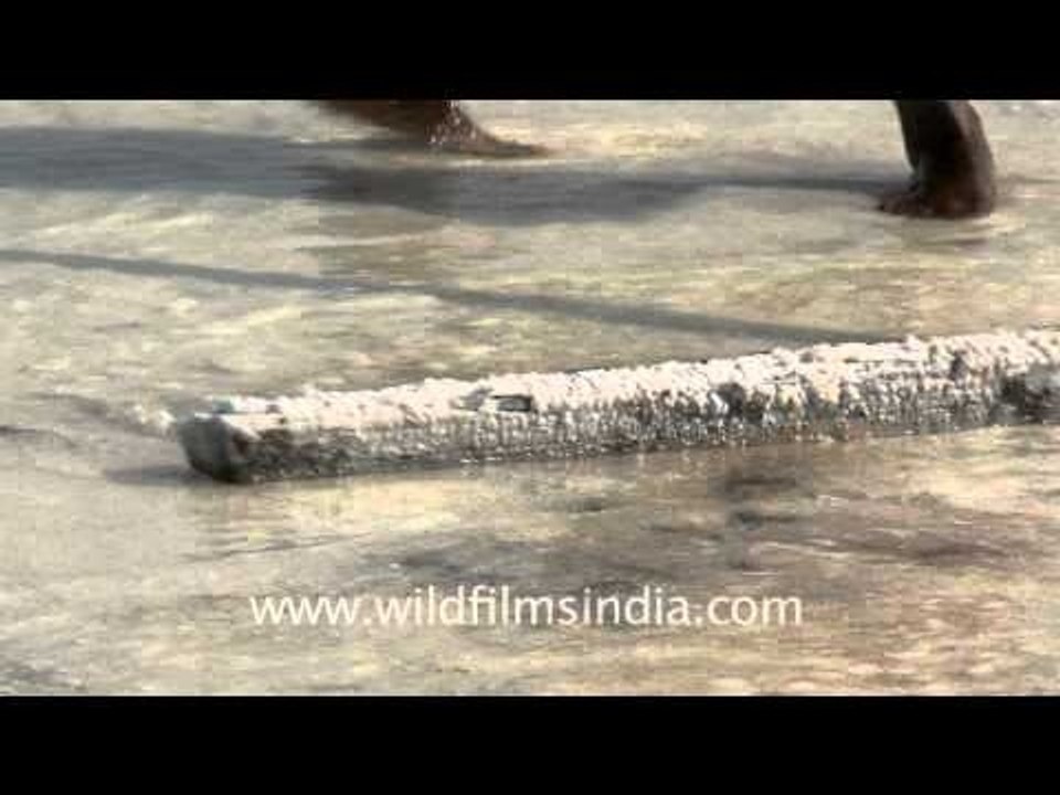 Making crystals of salt, Gujarat