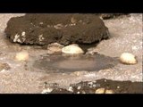 Flamingo nests in the salt pans...