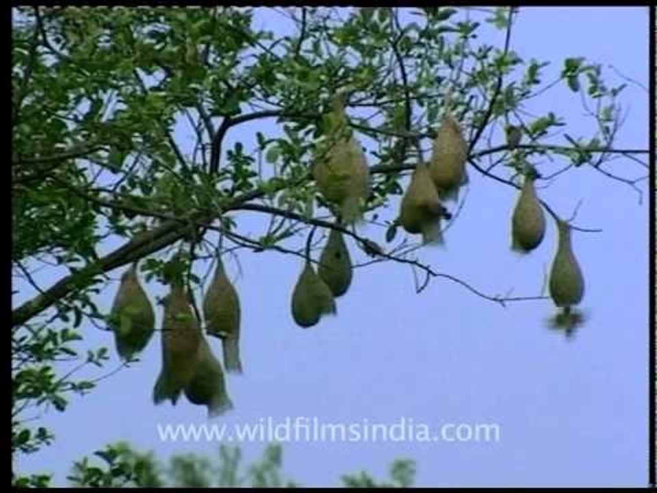Baya weaver birds nestling in the shivaliks