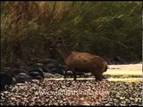 Sambhar wading in muddy waters at Corbett National Park