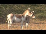 The field work of the wild Asses, Gujarat