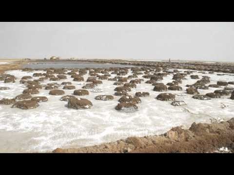 The barren nests of Flamingos, Gujarat
