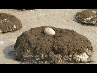Broken eggs in abandoned flamingo nests...