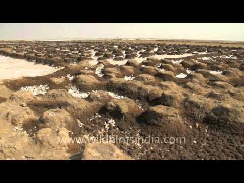 Bare naked Flamingo eggs!