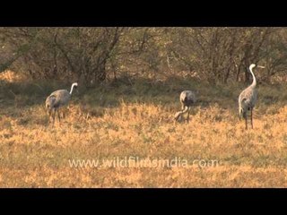 A group of Common cranes in north India!