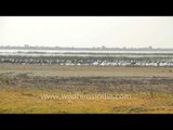 Bajana lake in Gujarat full of water birds