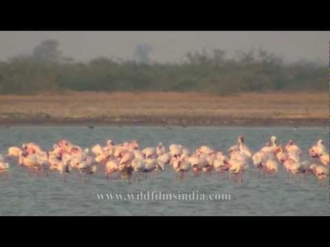 Flamingos wading in saura lake, Gujarat