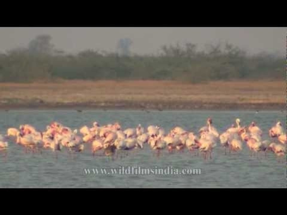 Flamingos wading in saura lake, Gujarat